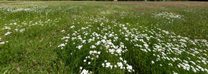 meadow with white yarrow