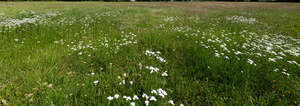 meadow in late summer with some wild flowers
