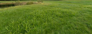 grassy land by a small pond