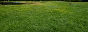 grassy shore of a pond