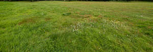 grassland with some small flowers