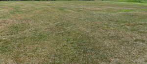 a bit dry mowed lawn
