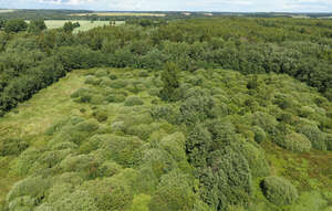 aerial view of green bushes