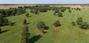 aerial view of a grassland with trees and bushes