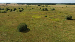 bird eye photo of a vast grassland with bushes