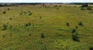 top view photo of a grassland with small shrubs