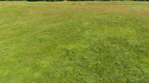 bird eye photo of a green meadow