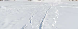 snowy field in sunshine with different footprints