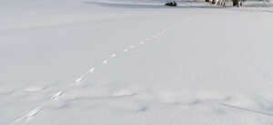 fresh snow with animal tracks