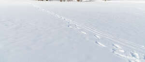 snow in sunlight with footprints and ski tracks