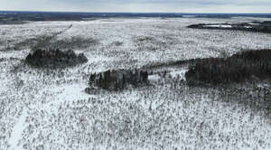 bog forest in winter seen from above