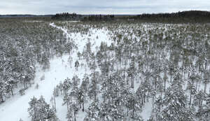 aerial view of snowy forest