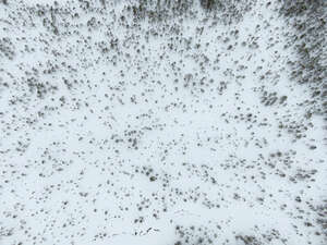 top aerial view of bog forest in winter