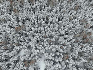 top view of a snowy forest