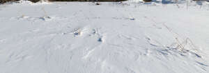 snowy field with few straws of grass