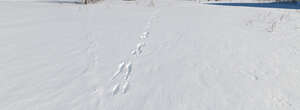 wild field of snow with animal tracks