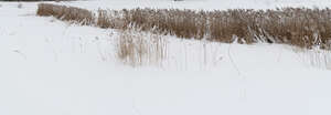 tall grass on a snowy field