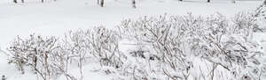 snowy landscape with tall grass