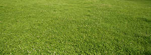 lawn with patches of flowers