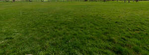 dark green lawn