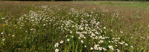 meadow qith blooming daisies