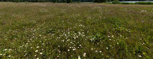 wild meadow with daisies