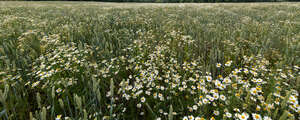 corn field with blooming daisies