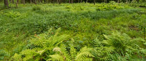 wild landscape with grass and ferns