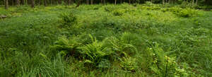 wild grass with ferns