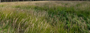 tall grass swaying in the wind