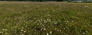 meadow in summer with blooming daisies