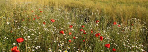 poppies and daisies