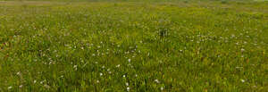 wild grassland with blooming yarrow