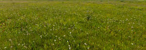 wild grassland with blooming yarrow