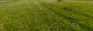 meadow with grassy pathway