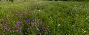 tall grass with yarrow and thistle