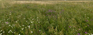 meadow with wild flowers