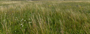wild tall grass in summer