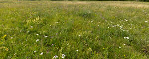 meadow with different wild flowers