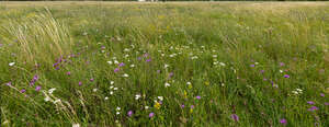 wild grassland with flowers