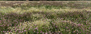 meadow of clover and daisies in full bloom