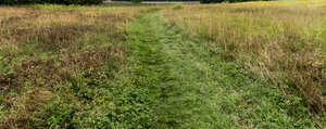 pathway in the field of tall grass