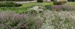 flowerbed of different blooming flowes in foreground
