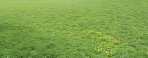 meadow with daffodils