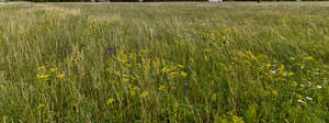 tall grass with yellow yarrow