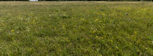 wild meadow in summer