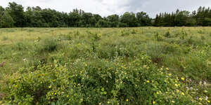 wild landscape with flowers and small trees