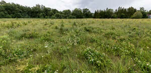 wild ground with flowers and bushes