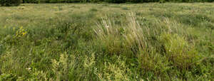 wild tall grass