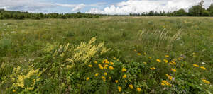meadow with wild yellow flowers